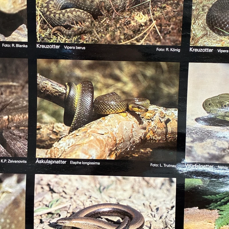 Vintage Schulkarte – Schützenswerte Kriechtiere – Biologie Lehrtafel Rollbild Gebraucht