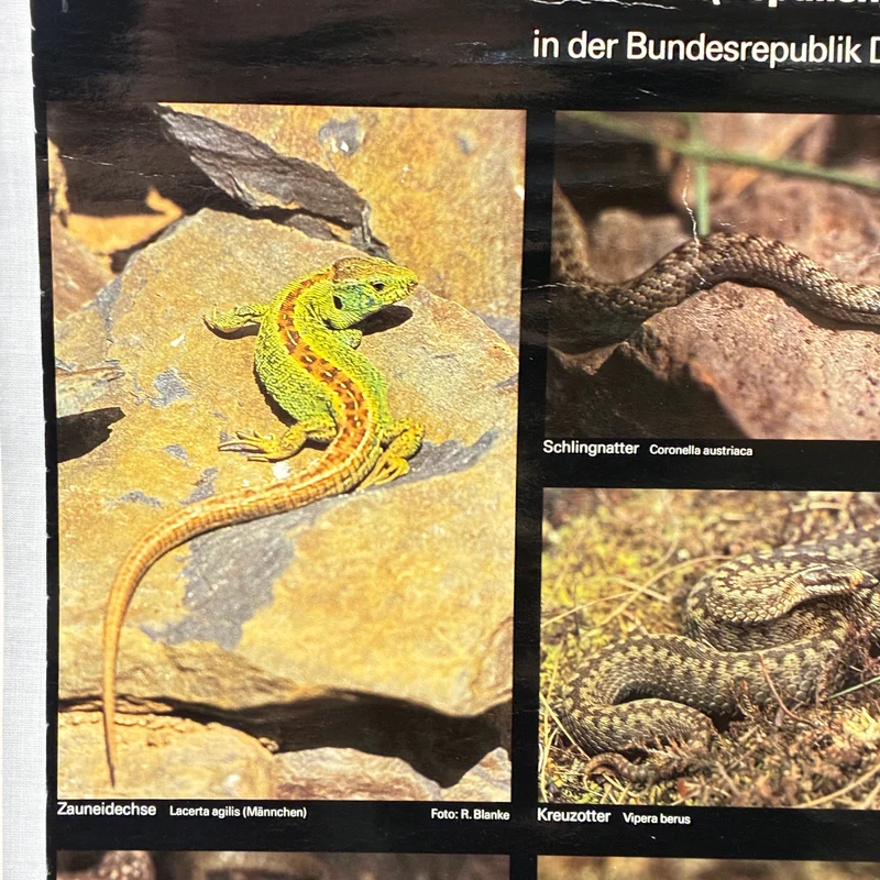 Vintage Schulkarte – Schützenswerte Kriechtiere – Biologie Lehrtafel Rollbild Gebraucht