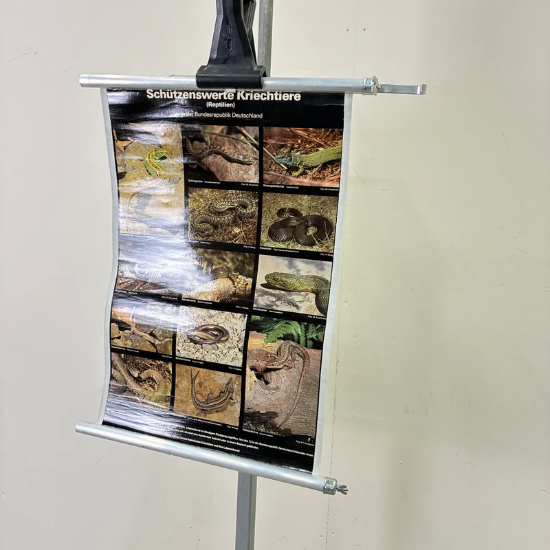Vintage Schulkarte – Schützenswerte Kriechtiere – Biologie Lehrtafel Rollbild Gebraucht