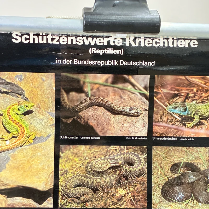 Vintage Schulkarte – Schützenswerte Kriechtiere – Biologie Lehrtafel Rollbild Gebraucht