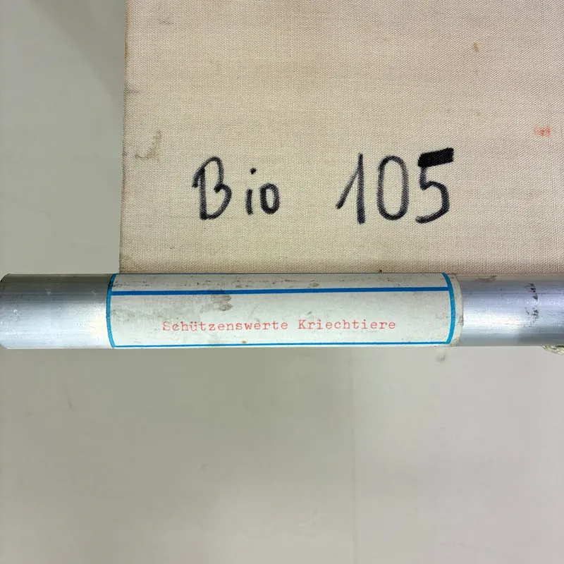 Vintage Schulkarte – Schützenswerte Kriechtiere – Biologie Lehrtafel Rollbild Gebraucht