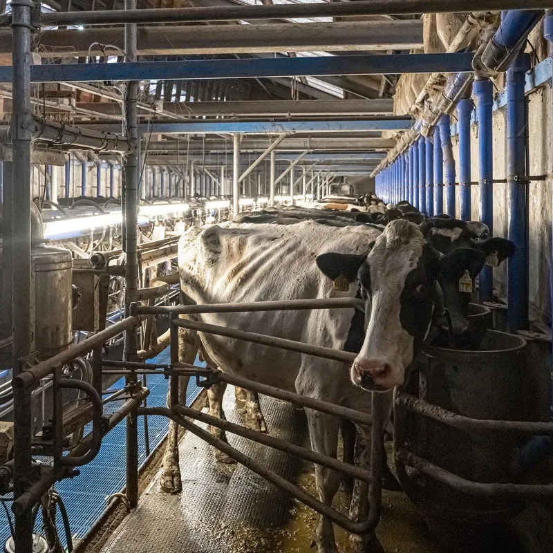 FarmPro LED TL-Leuchte 150 cm - Landwirtschaftliche LED-TL-Beleuchtung - Ammoniak- und wasserbeständig - IP69K