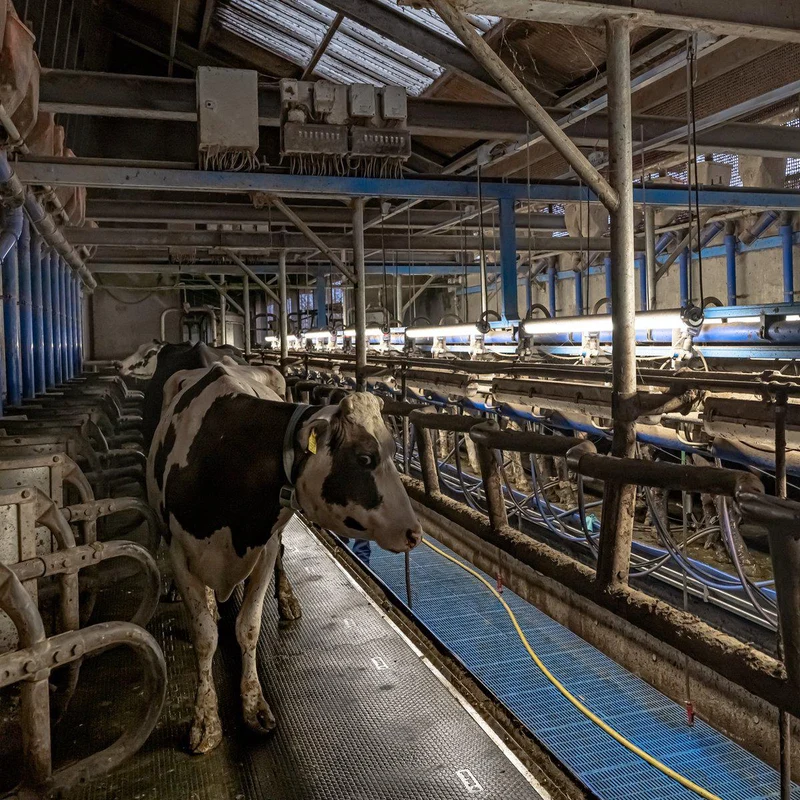 FarmPro LED TL-Leuchte 150 cm - Landwirtschaftliche LED-TL-Beleuchtung - Ammoniak- und wasserbeständig - IP69K