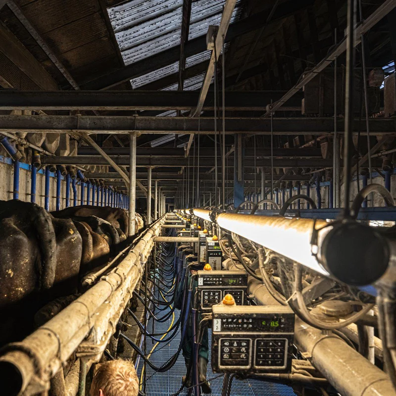 FarmPro LED TL-Leuchte 150 cm - Landwirtschaftliche LED-TL-Beleuchtung - Ammoniak- und wasserbeständig - IP69K