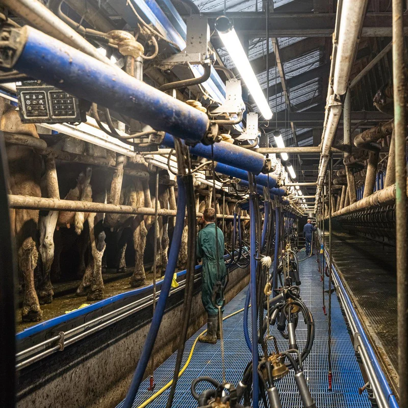 FarmPro LED TL-Leuchte 150 cm - Landwirtschaftliche LED-TL-Beleuchtung - Ammoniak- und wasserbeständig - IP69K