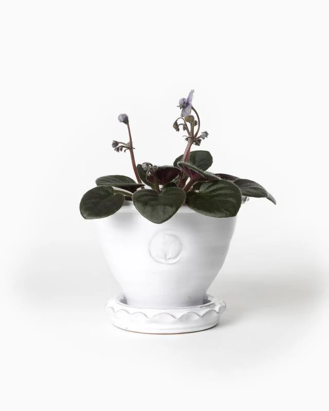 Kruka Sturehof - Adelcrantz, 11 cm vit
