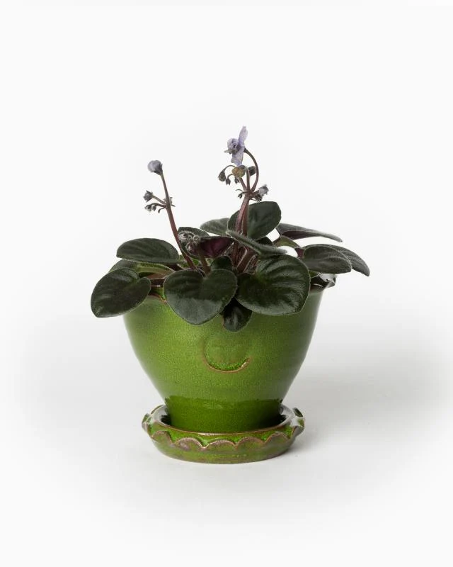 Kruka Sturehof - Adelcrantz, 11 cm grön