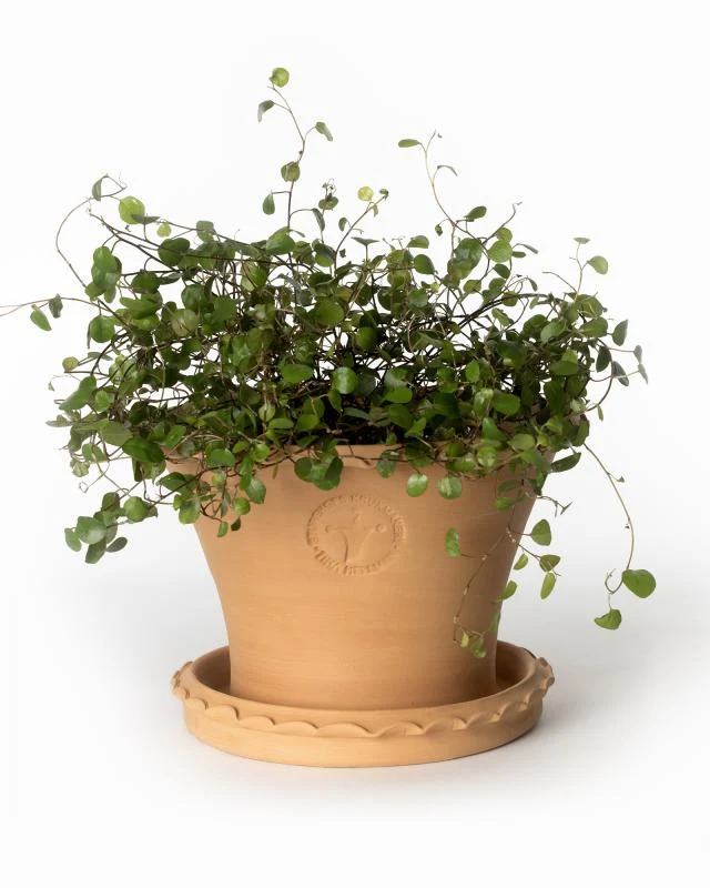 Kruka Sturehof - Liljencrantz 20 cm