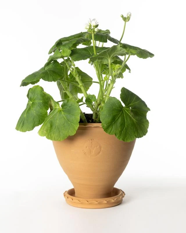 Kruka Sturehof - Adelcrantz 21 cm