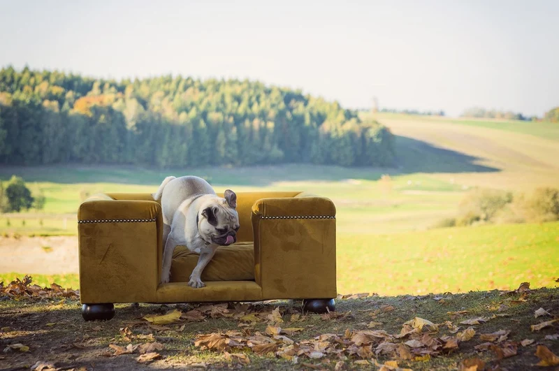 Casa Padrino Luxus Hundebett Ocker / Dunkelbraun / Ocker 65 x 55 x H. 31 cm - Modernes Rechteckiges Hundebett mit Kissen - Luxus Hundemöbel - Luxus Tiermöbel