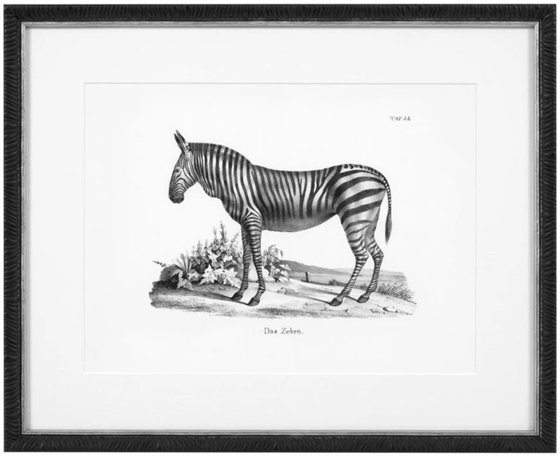 Casa Padrino Bilder 6er Set Historische Tiere Schwarz / Weiß 53,5 x H. 43,5 - Luxus Kunstdrucke mit Holzrahmen