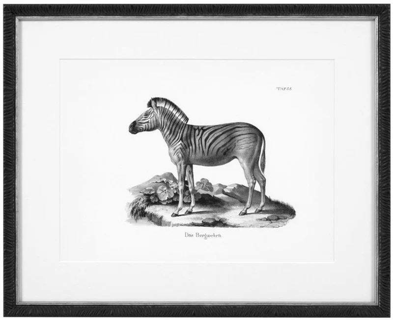 Casa Padrino Bilder 6er Set Historische Tiere Schwarz / Weiß 53,5 x H. 43,5 - Luxus Kunstdrucke mit Holzrahmen