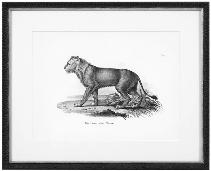 Casa Padrino Bilder 6er Set Historische Tiere Schwarz / Weiß 53,5 x H. 43,5 - Luxus Kunstdrucke mit Holzrahmen